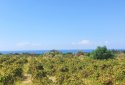2 prime development plots for sale in kouklia, paphos