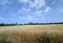 Big Residential plot for sale in Tala, Paphos