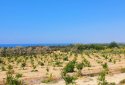 large development plot for sale in kouklia village, paphos